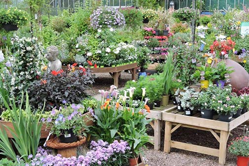 garden centre plant area showing colourful bedding and herbaceous plants in our undercover plant area