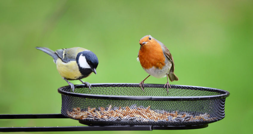 GREAT TIT AND ROBIN ON A BIRD FEEDER
