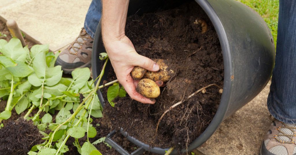 GROWING POTATOES IN A CONTAINER