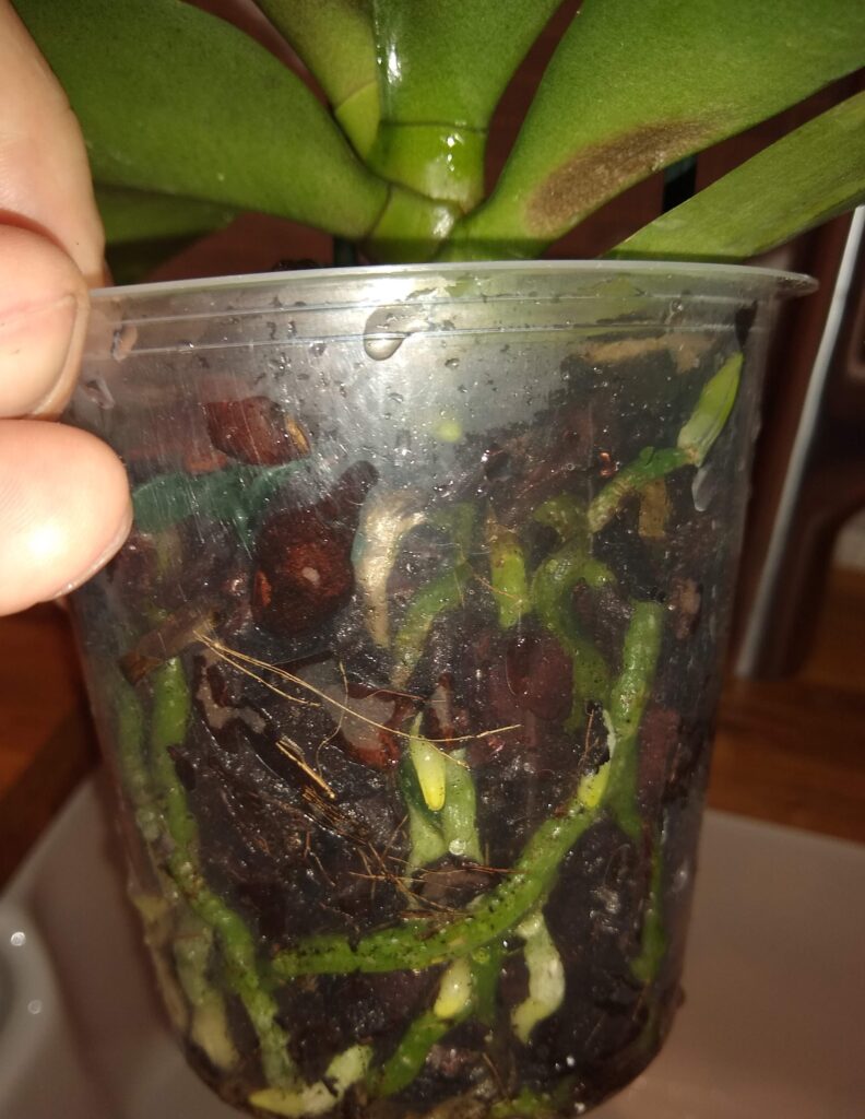 phalaenopsis orchid care roots after watering