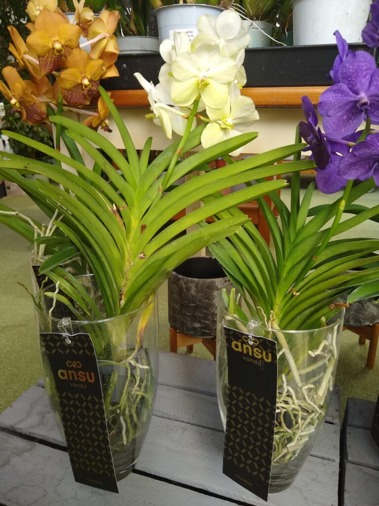 VANDA ORCHIDS IN VASES AT EARLSWOOD GUERNSEY