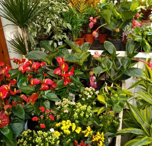 FLOWERING HOUSEPLANTS AT EARLSWOOD GARDEN CENTRE GUERNSEY