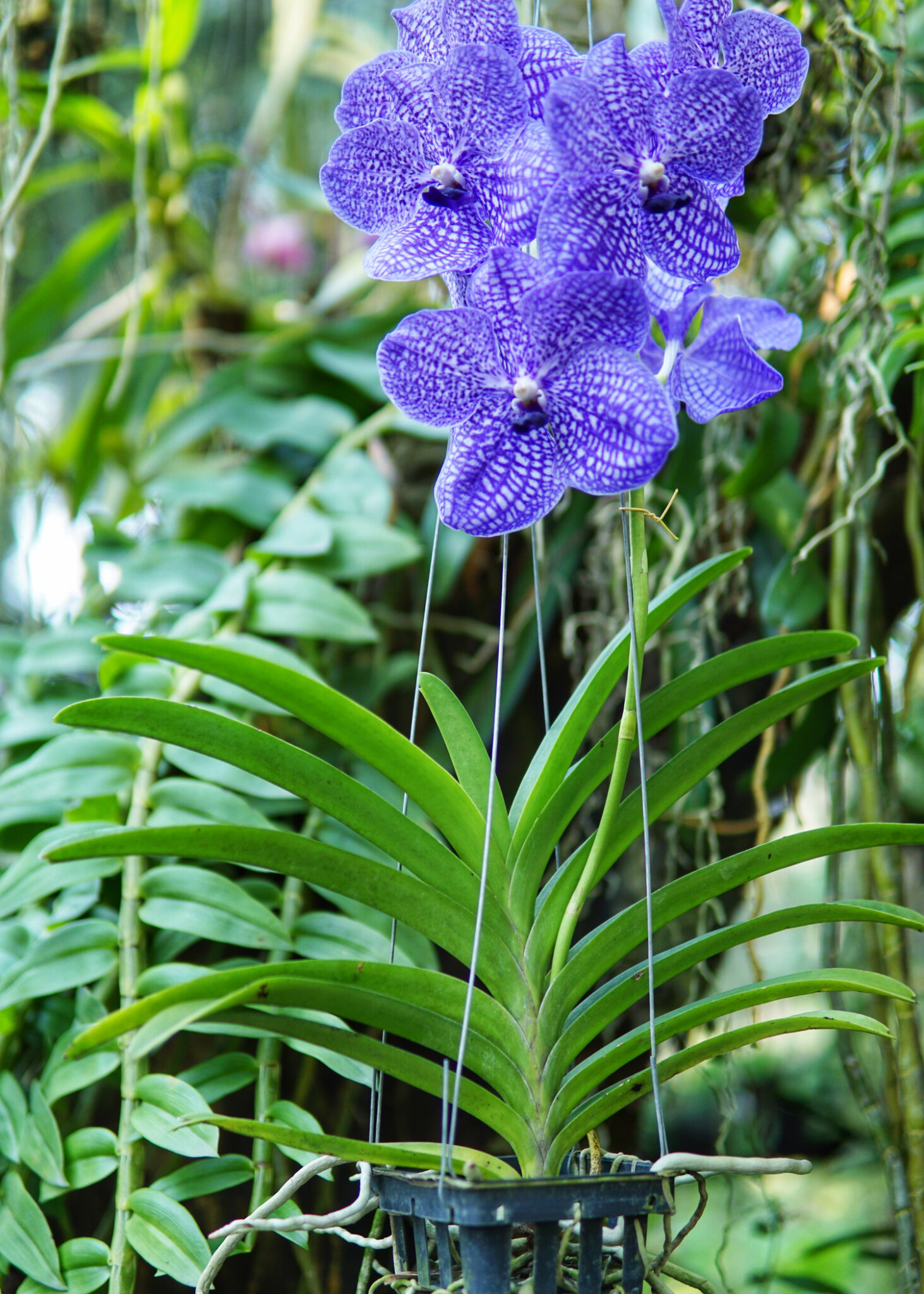 Vanda Orchids Earlswood Garden Centre Cafe Guernsey   Vanda Orchid 1 1463x2048 