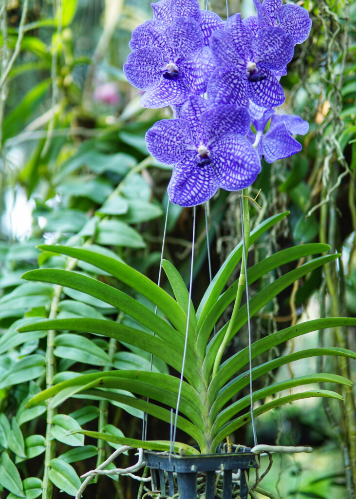 VANDA ORCHIDS AVAILABLE AT EARLSWOOD GARDEN CENTRE GUERNSEY
