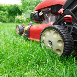 adjust your mowing for autumn lawn care with earlswood garden centre guernsey