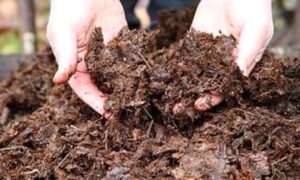 october garden jobs make leaf mould with earlswood garden centre guernsey