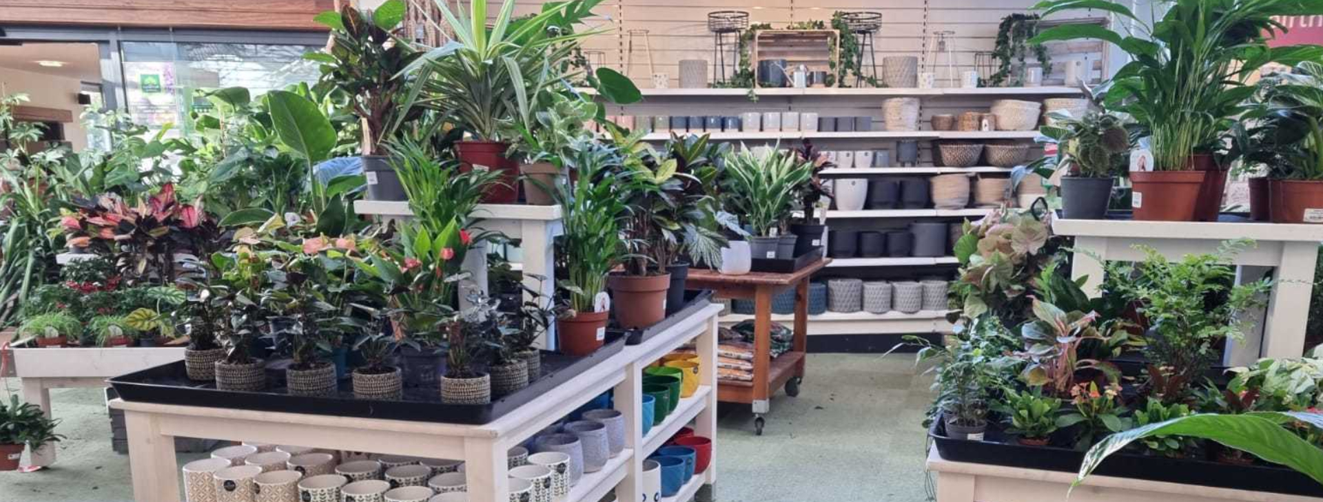 houseplants area and houseplant pots and accessories at earlswood garden centre guernsey