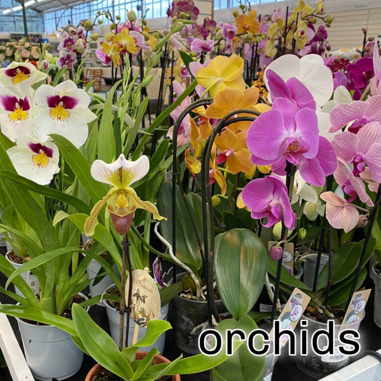 orchids in our houseplant area at earlswood guernsey