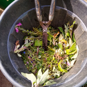 using shears to chop down garden waste material for home composting