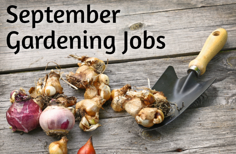 gardening jobs and tips for september from earlswood garden centre guernsey