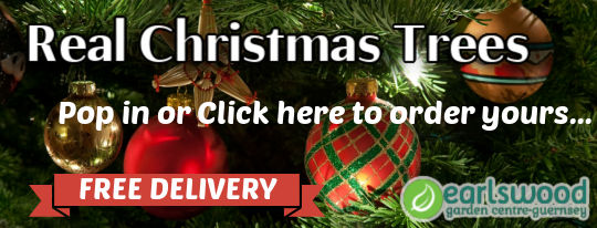 real freshly cut christmas trees available to order online
